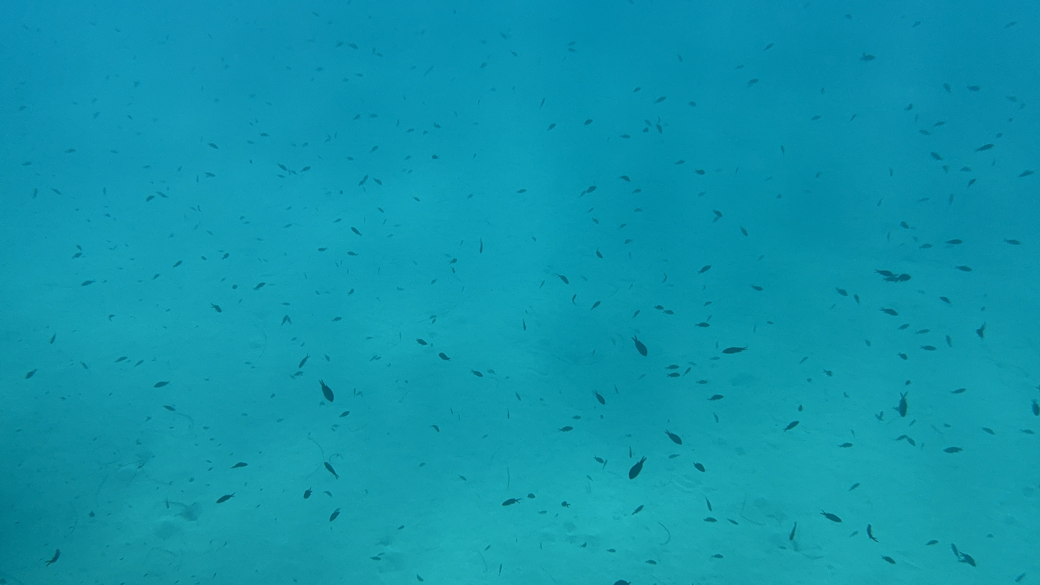 underwater_black_fishes